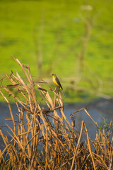 Western yellow wagtail, Motacillidae. Cute yellow bird resting on a dried plant.