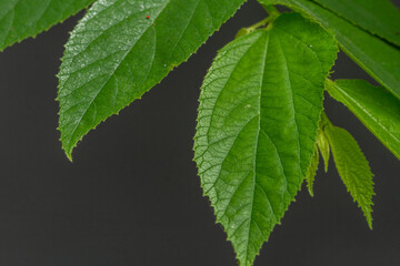 Close-up of green cherry leaves with a heart shape