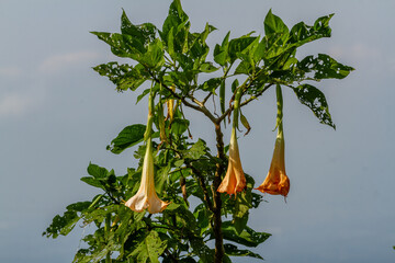 The flowers of the Datura Metel plant that are in bloom are a combination of ivory and orange