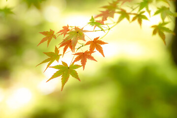 緑からオレンジへ紅葉していくもみじの葉