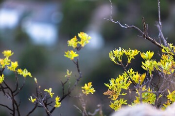 Grass with beautiful mount yellow flowers