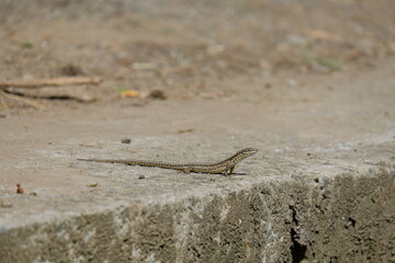 Lézard au soleil .