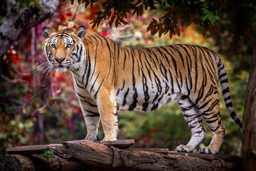 Fototapeta na wymiar Indochinese tiger resting in the midst of natural forest.