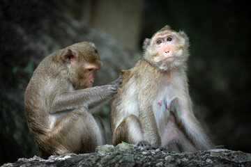 The love and care of the monkey family.