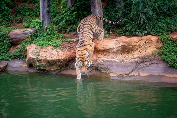 Schilderijen op glas Asian tiger relaxing and playing in the water. © MrPreecha