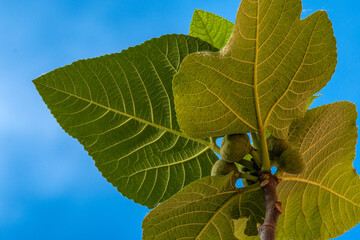 Fruit and leaves on a fig tree