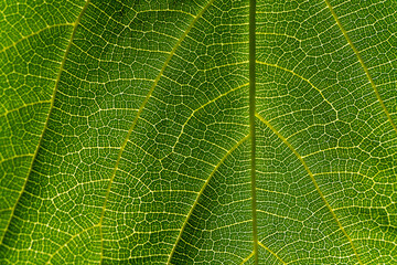 mulberry leaf pattern for background