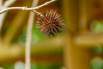 The fruit of the ricinus plant in the form of a spiked spiked ball has a brown color