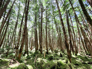 八ヶ岳　にゅうまでの登山道