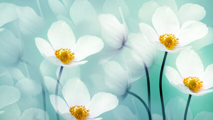 White beautiful primroses and petals. Floral greeting card. Nature.
