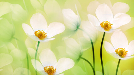 White beautiful primroses and petals. Floral greeting card. Nature.