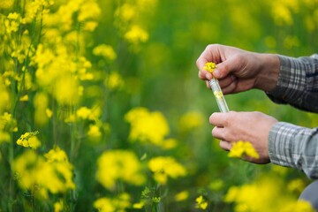 Holding flower sample in a tube on the field for chemical analysis test. Agrochemical analysis concept.