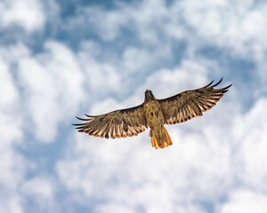 A Red-tailed Hawk (Buteo jamaicensis) soars over Lake Hollywood in Los Angeles, CA.