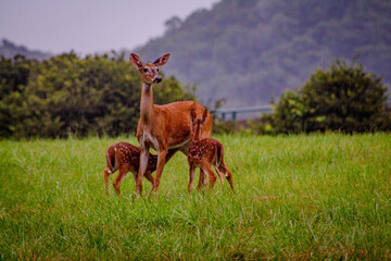 Doe and 2 fawns