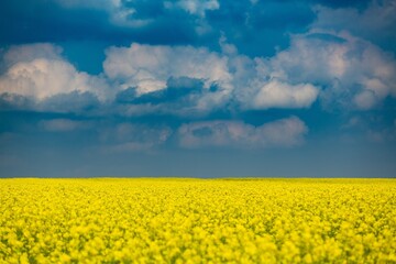 Obraz premium Field of colza rapeseed yellow flowers and blue sky, agriculture concept