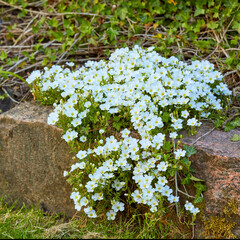Beautiful group of white flowers in nature. Closeup of bright plants blooming on a hard rocky, stone surface outside. Natural blossom of green life in the outdoors of a peaceful growing garden.