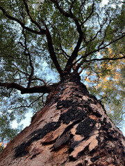 Naklejka premium tree in the forest