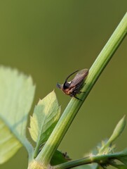 Treehopper on a leaf with blurred nature background 