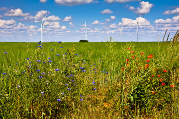 A wind turbines and green field on sunny day