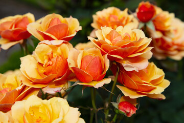 Obraz na płótnie Canvas Beautiful orange and yellow roses growing in a garden; Garden roses blooming in the summer