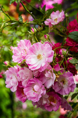 Fototapeta na wymiar Beautiful pink climbing roses growing in a garden; Garden roses blooming in the summer