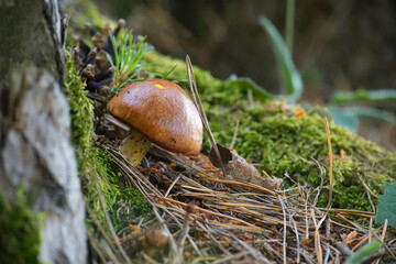 Fruitbodies of Suillus variegatus mushroom