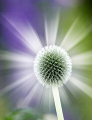 Colorful, glowing and bright wild globe thistle or echinops exaltatus flower growing in a garden with blurred copy space background. Macro closeup of asteraceae species of plants blooming in nature