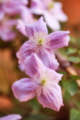 Beautiful, colorful and vibrant pink flowers growing in a garden on a sunny spring day outside. Closeup of clematis viticella or italian leather from the buttercup plant species blossoming in nature