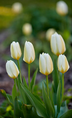 White, beautiful garden tulips growing in spring on a sunny day outdoors. Closeup of didiers tulip from the tulipa gesneriana plant species with blossoming, blooming and flowering in nature