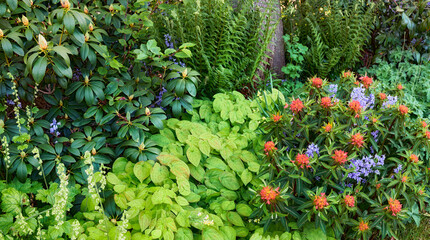 Vibrant, colorful and green home garden with growing orange fireglow griffiths spurge, purple spanish bluebell flowers and barrenwort. Bright flowering spring plants blooming in private nature park