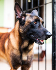 belgian shepherd dog malinois in the doorway