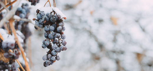 Bunch of grapes under the snow in winter. Grapes covered with snow, photos with snow, white...