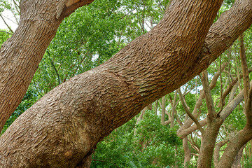 Big tree trunk growing in a quiet green forest thriving in its natural environment. Texture detail of a rough wooden log in beautiful nature surrounded by lush and colorful leaves, bushes and plants