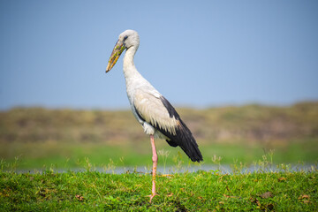 Asian openbill or openbill stork resting near the lake. Large wading bird.