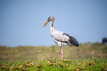 Asian openbill or openbill stork resting near the lake. Large wading bird.