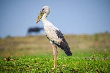 Asian openbill or openbill stork resting near the lake. Large wading bird.