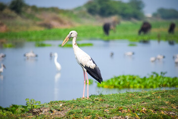 Asian openbill or openbill stork resting near the lake. Large wading bird.