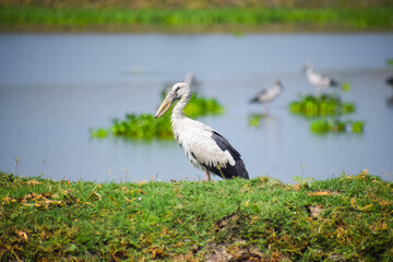 Fototapeta premium Asian openbill or openbill stork resting near the lake. Large wading bird.