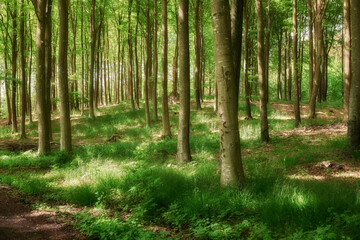 Fototapeta na wymiar Quiet forest on a fresh beautiful morning, many tall trees growing on a sunny day. Calming, peaceful nature in harmony with zen and soothing ambience. Tranquil, silent wood landscape