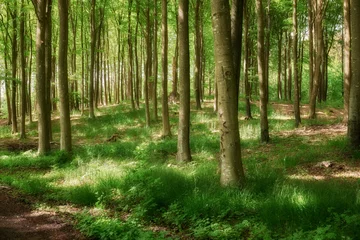 Stickers Ziekenhuis Quiet forest on a fresh beautiful morning, many tall trees growing on a sunny day. Calming, peaceful nature in harmony with zen and soothing ambience. Tranquil, silent wood landscape  © SteenoWac/peopleimages.com