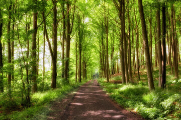 Old dirt road in a forest with lush magical and green wilderness of vibrant trees growing outside....
