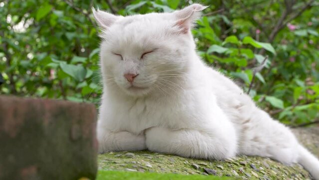 White cat lying on the eaves sleeping and resting in the countryside