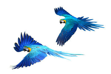 Blue and gold parrot flying isolated on white background