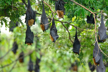 Lyle's flying fox hanging upside down on the tree (Big bat)