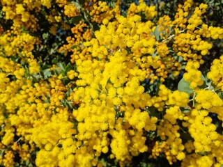 Close-up of Australian Golden Wattle Acacia plant