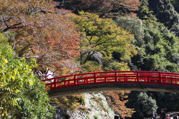 Fototapeta premium Red bridge at Minoo, Japan in autumn