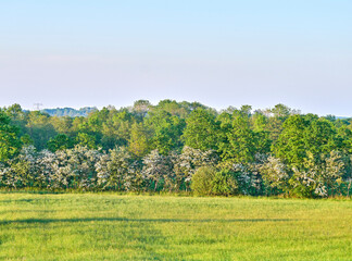 Beautiful, brIght green trees and bushes growing in a quiet forest on a sunny day against clear sky and copy space. Leaves, tree branches and shrubs in a peaceful, relaxing park with soothing nature