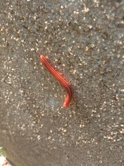 caterpillar on a leaf