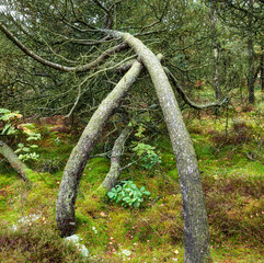 Trees, plants and grass growing in angles toward the ground in remote countryside forest or woods. Landscape view of wild fir, pine, cedar or spruce hardwood in green nature conservation