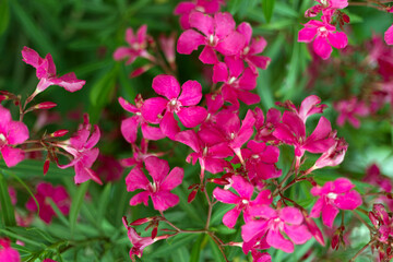 Obraz premium Beautiful vivid pink oleander flowers on blur green leaves background